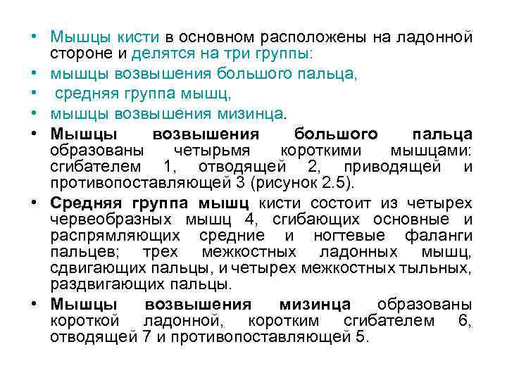  • Мышцы кисти в основном расположены на ладонной стороне и делятся на три