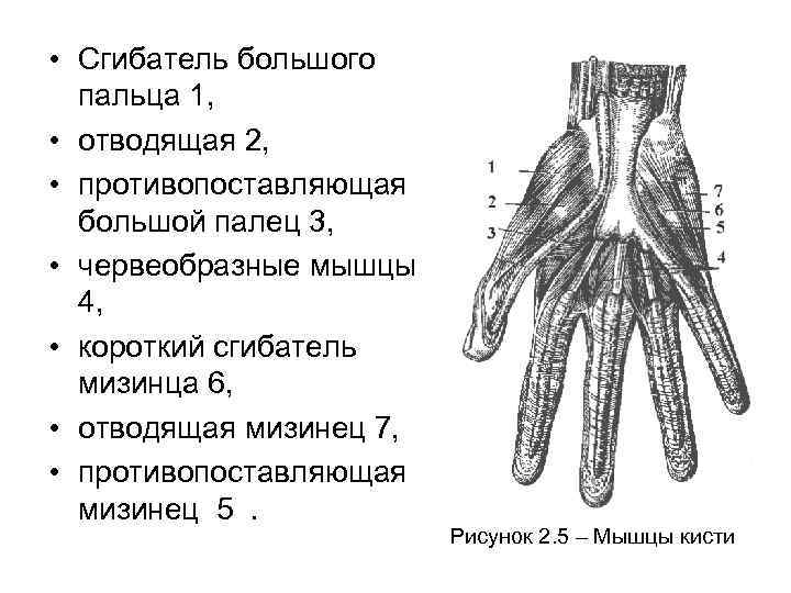 Сгибатели кисти. Червеобразные мышцы кисти большого пальца кисти. Поверхностный сгибатель 5 пальца кисти. Сгибатель 1 пальца кисти. Мышца противопоставляющая большой палец кисти функции.
