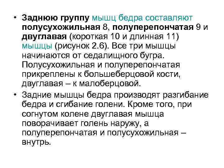  • Заднюю группу мышц бедра составляют полусухожильная 8, полуперепончатая 9 и двуглавая (короткая