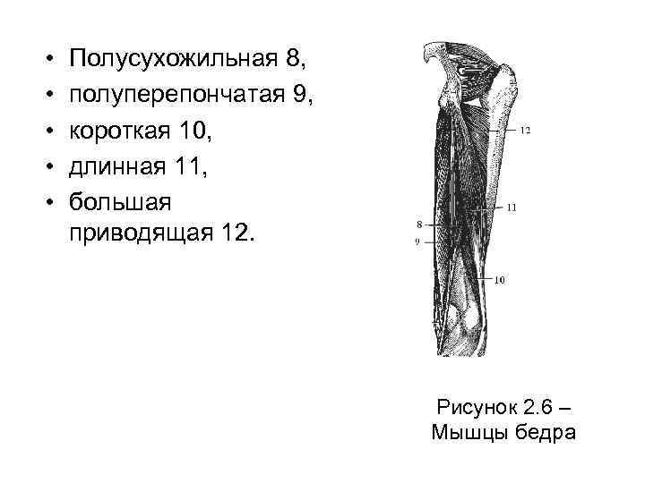  • • • Полусухожильная 8, полуперепончатая 9, короткая 10, длинная 11, большая приводящая