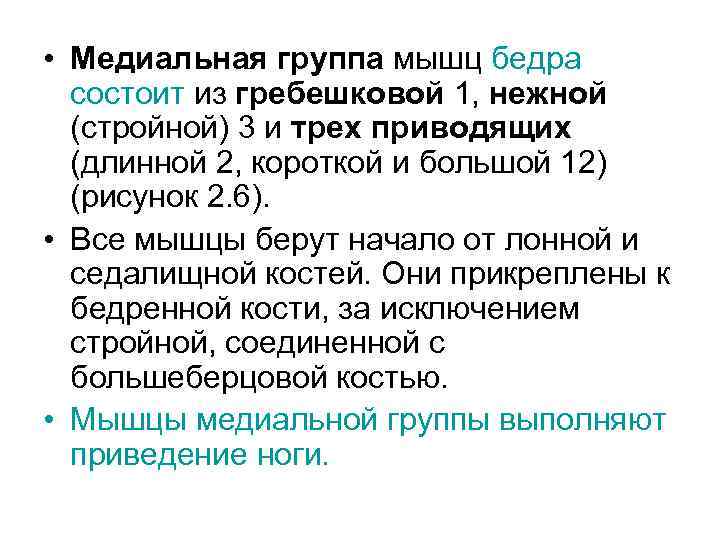  • Медиальная группа мышц бедра состоит из гребешковой 1, нежной (стройной) 3 и