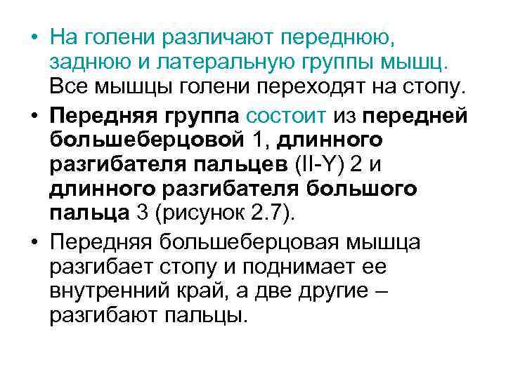  • На голени различают переднюю, заднюю и латеральную группы мышц. Все мышцы голени
