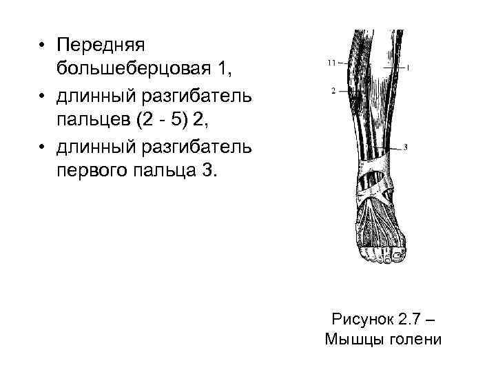 • Передняя большеберцовая 1, • длинный разгибатель пальцев (2 - 5) 2, •