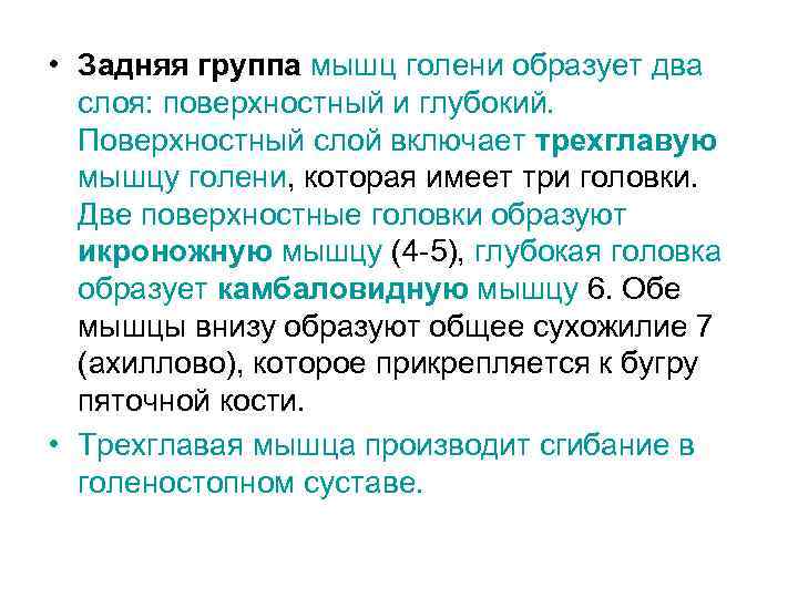  • Задняя группа мышц голени образует два слоя: поверхностный и глубокий. Поверхностный слой