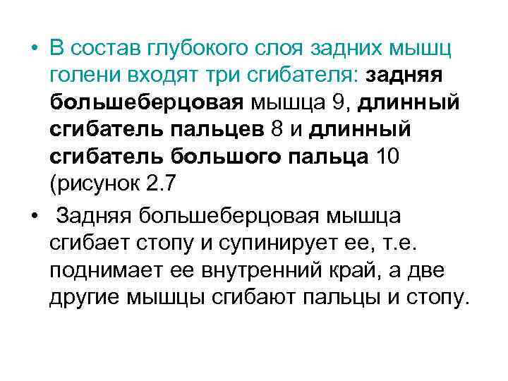  • В состав глубокого слоя задних мышц голени входят три сгибателя: задняя большеберцовая