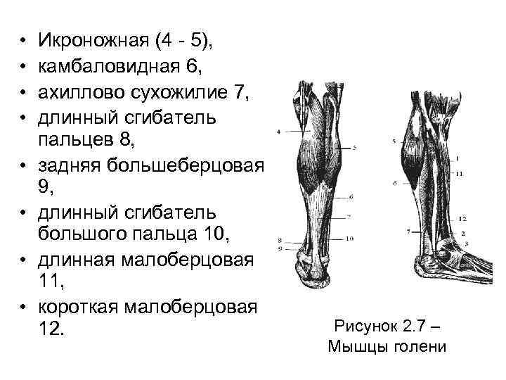  • • Икроножная (4 - 5), камбаловидная 6, ахиллово сухожилие 7, длинный сгибатель