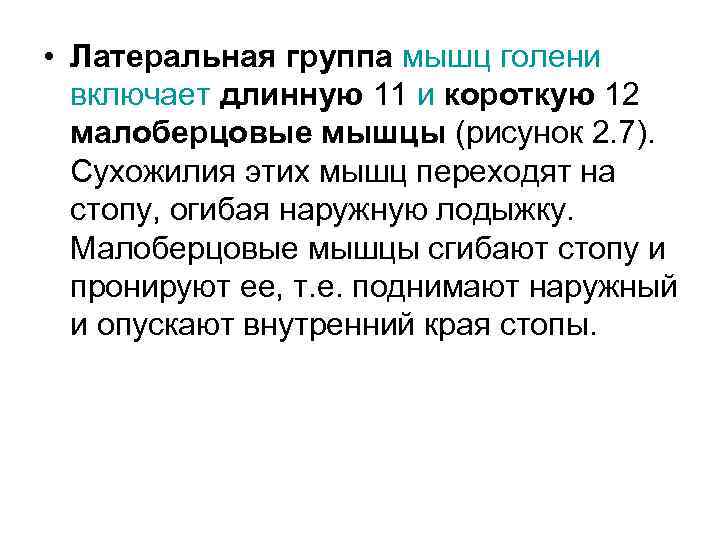  • Латеральная группа мышц голени включает длинную 11 и короткую 12 малоберцовые мышцы
