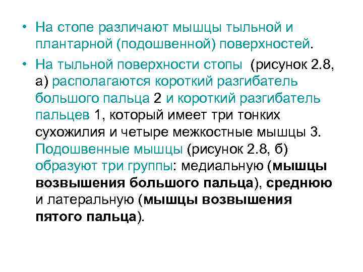  • На стопе различают мышцы тыльной и плантарной (подошвенной) поверхностей. • На тыльной