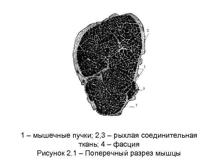 1 – мышечные пучки; 2, 3 – рыхлая соединительная ткань; 4 – фасция Рисунок