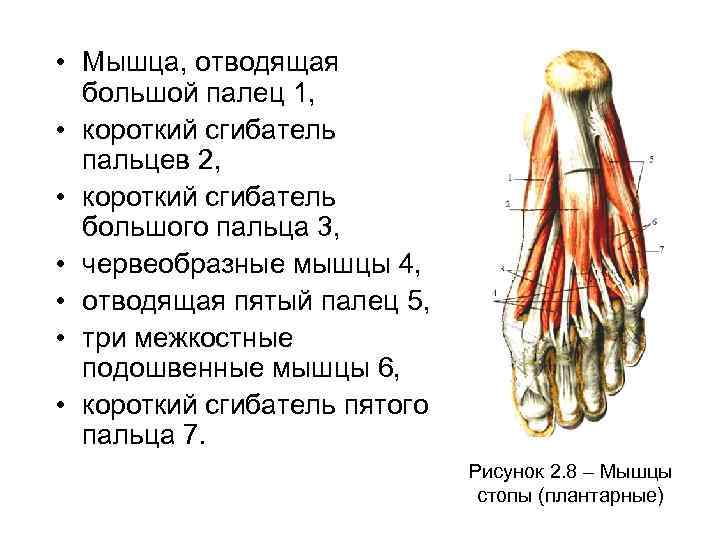 Межкостные мышцы. Мышца сгибатель мизинца стопы. Мышца, отводящая большой палец стопы, m. abductor Hallucis.. Короткий сгибатель пальцев стопы. Мышца короткий сгибатель большого пальца.