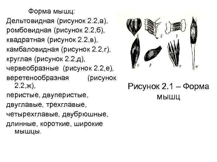 Форма мышц: Дельтовидная (рисунок 2. 2, а), ромбовидная (рисунок 2. 2, б), квадратная (рисунок