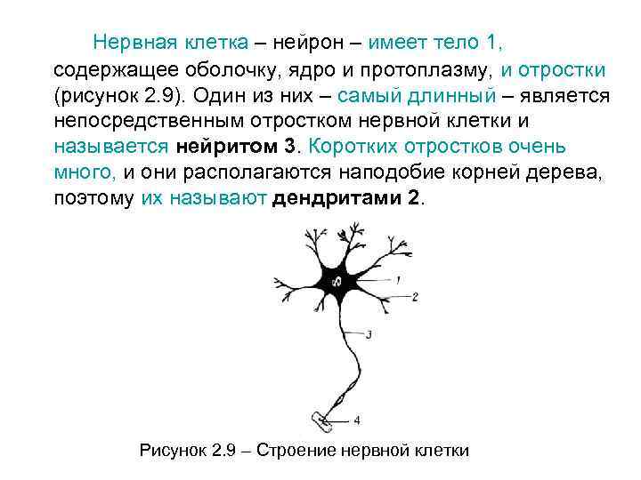 Нервная клетка – нейрон – имеет тело 1, содержащее оболочку, ядро и протоплазму, и