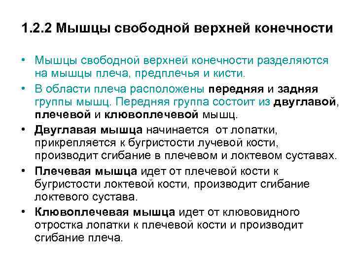 1. 2. 2 Мышцы свободной верхней конечности • Мышцы свободной верхней конечности разделяются на