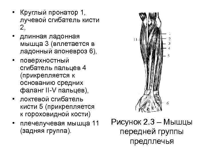 Поверхностный сгибатель пальцев. Круглый пронатор предплечья функции. Круглый пронатор мышца функции. Круглый пронатор кисти. Круглый пронатор начало прикрепление функции.