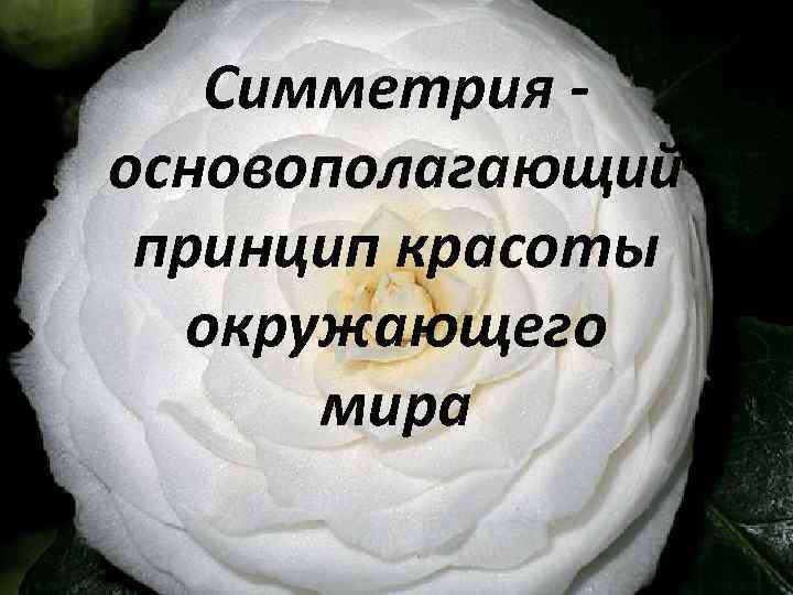 Симметрия основополагающий принцип красоты окружающего мира 