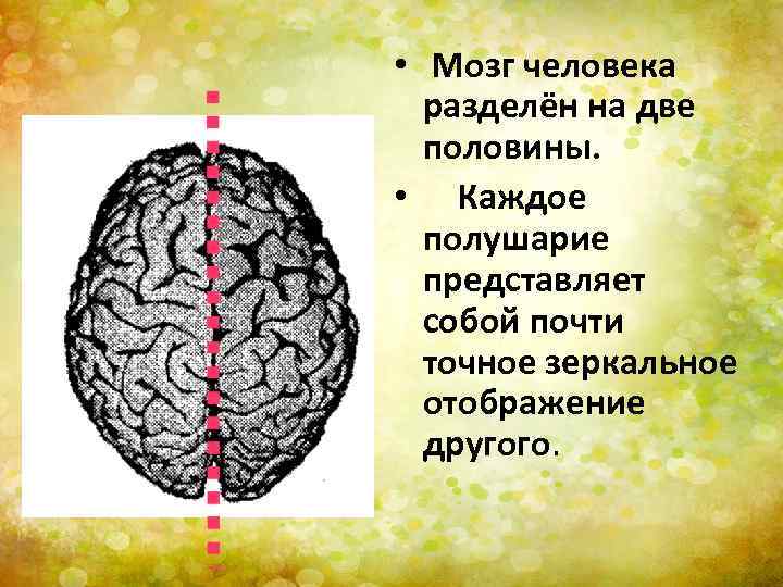 Какое полушарие отвечает за эмоции