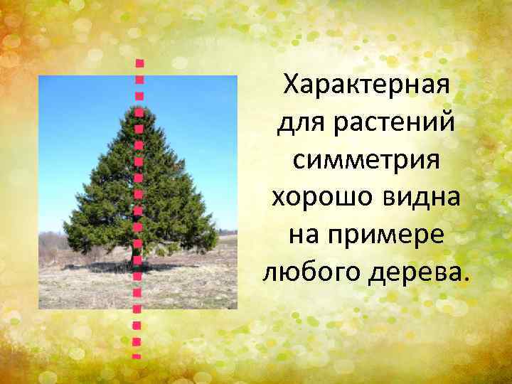 Характерная для растений симметрия хорошо видна на примере любого дерева. 