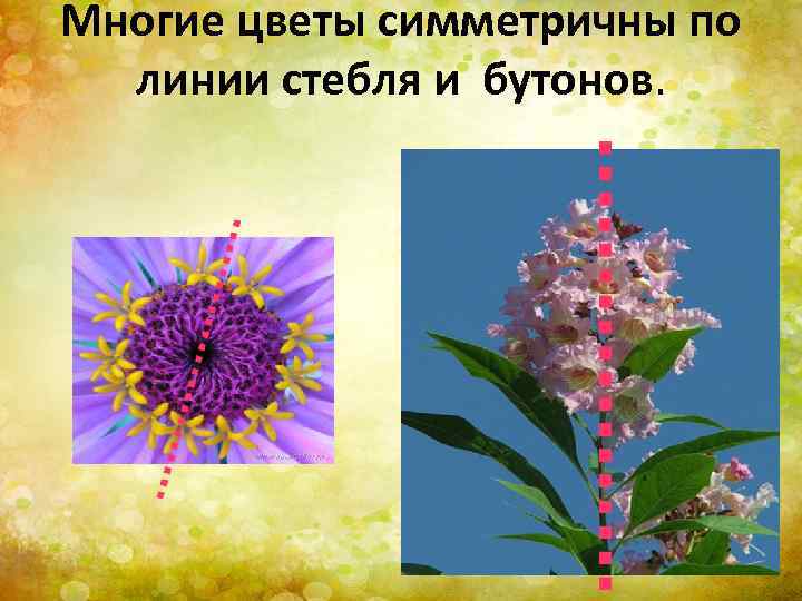 Многие цветы симметричны по линии стебля и бутонов. 