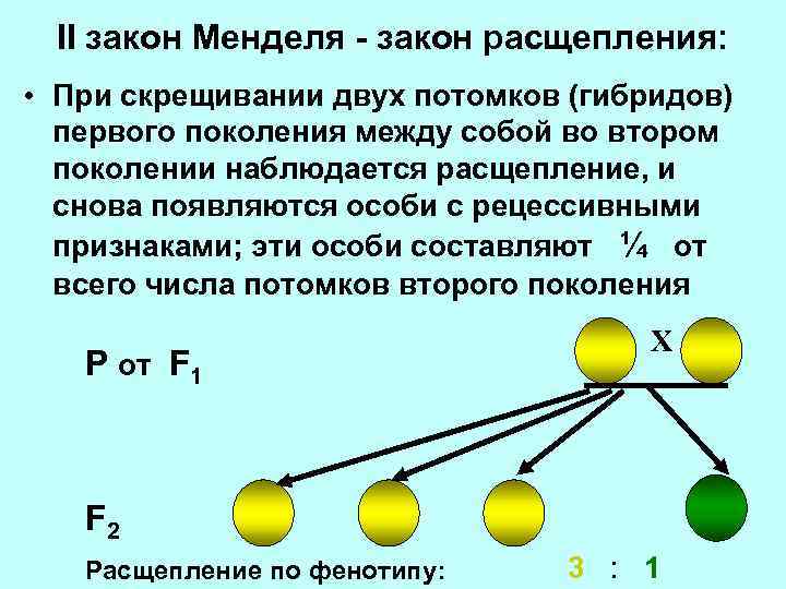 II закон Менделя - закон расщепления: • При скрещивании двух потомков (гибридов) первого поколения