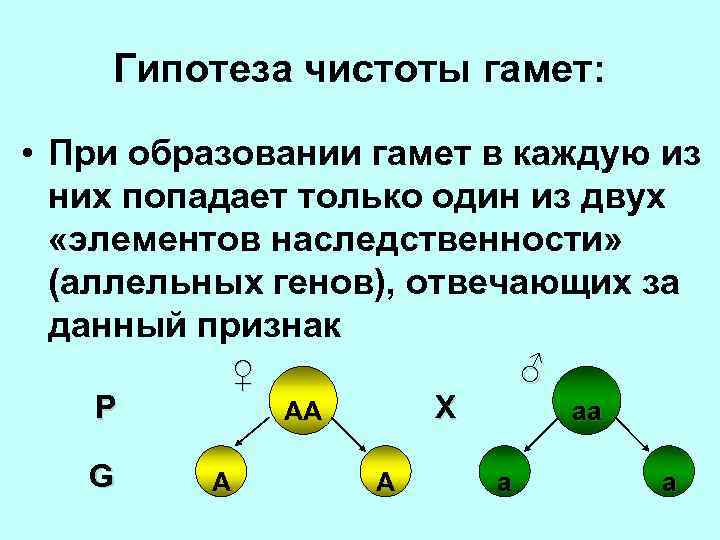 Гипотеза чистоты гамет: • При образовании гамет в каждую из них попадает только один