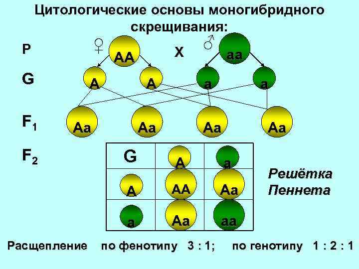 Цитологические основы моногибридного скрещивания: P ♀ G А F 1 аа А а Аа