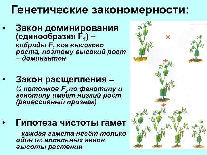 Генетические закономерности: • Закон доминирования (единообразия F 1) – гибриды F 1 все высокого