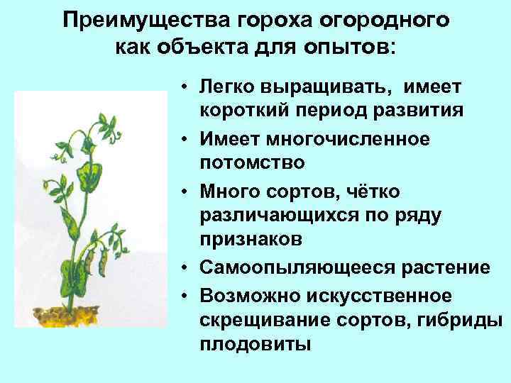 Преимущества гороха огородного как объекта для опытов: • Легко выращивать, имеет короткий период развития