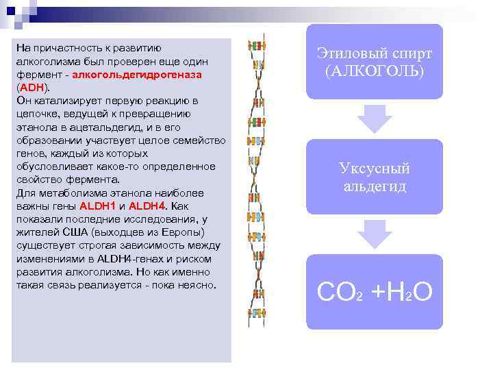 На причастность к развитию алкоголизма был проверен еще один фермент - алкогольдегидрогеназа (АDН). Он