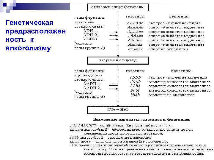 Генетическая предрасположен ность к алкоголизму 