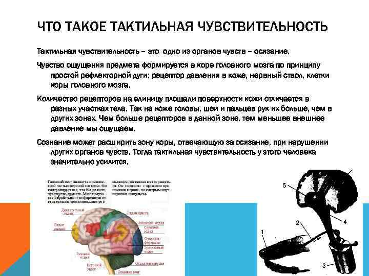 ЧТО ТАКОЕ ТАКТИЛЬНАЯ ЧУВСТВИТЕЛЬНОСТЬ Тактильная чувствительность – это одно из органов чувств – осязание.