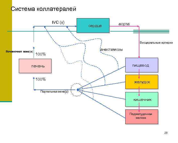 Система коллатералей IVC (s) сердце аорта Висцеральные артерии Печеночная вена(s) анастамозы 100% печень 100%