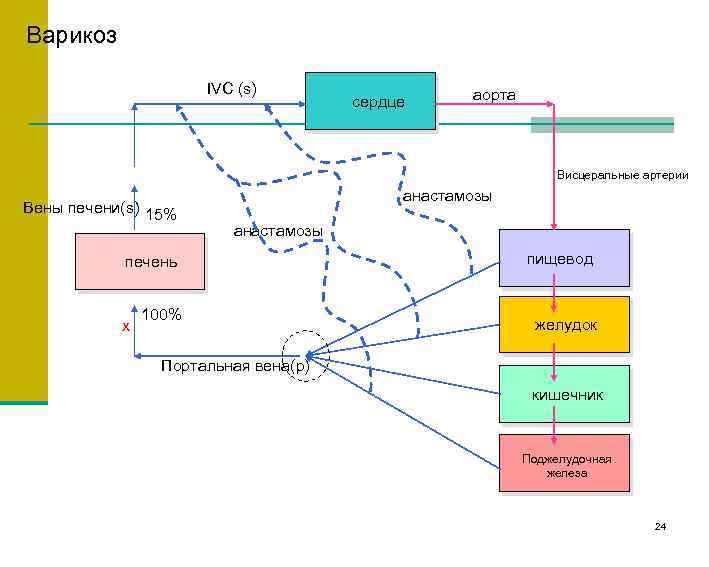 Варикоз IVC (s) сердце аорта Висцеральные артерии Вены печени(s) 15% анастамозы печень x 100%