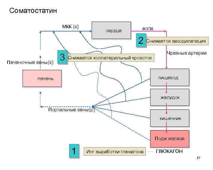Соматостатин МКК (s) сердце aorta 2 Снижается вазодилатация Печеночные вены(s) anastamoses 3 Снижается коллатеральный
