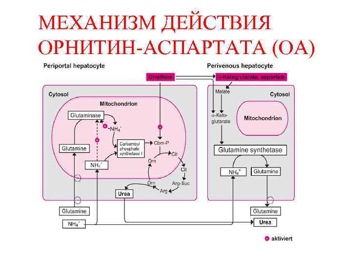 МЕХАНИЗМ ДЕЙСТВИЯ ОРНИТИН-АСПАРТАТА (ОА) Häussinger, D. , Biochem. J. 267: 281– 290, 1990 