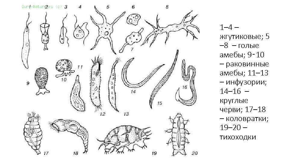 1– 4 – жгутиковые; 5 – 8 – голые амебы; 9‑ 10 – раковинные
