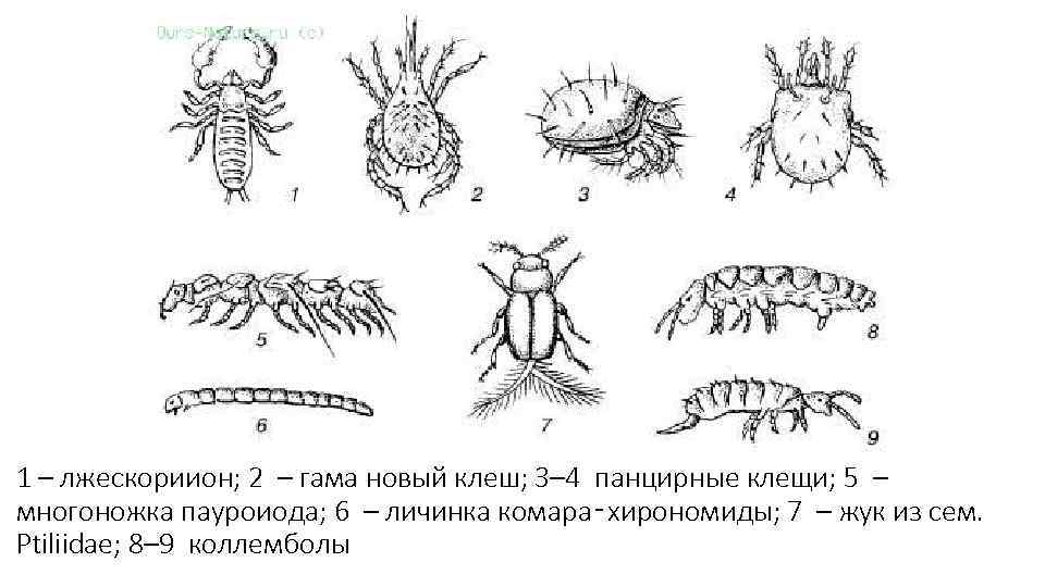 1 – лжескориион; 2 – гама новый клеш; 3– 4 панцирные клещи; 5 –