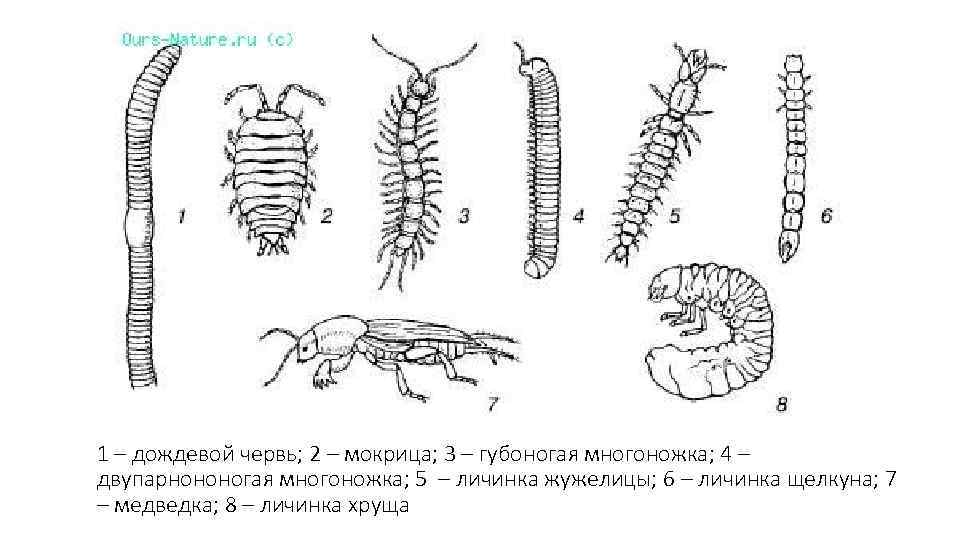 1 – дождевой червь; 2 – мокрица; 3 – губоногая многоножка; 4 – двупарнононогая