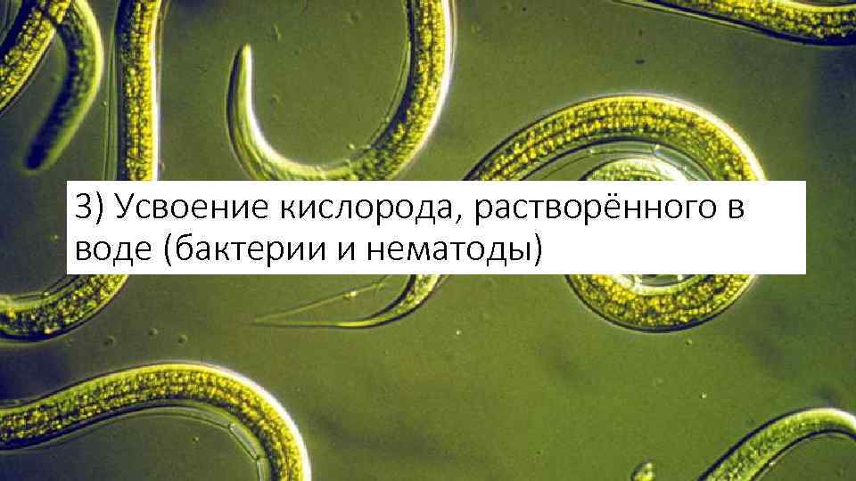 3) Усвоение кислорода, растворённого в воде (бактерии и нематоды) 