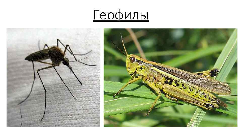 Геофилы 