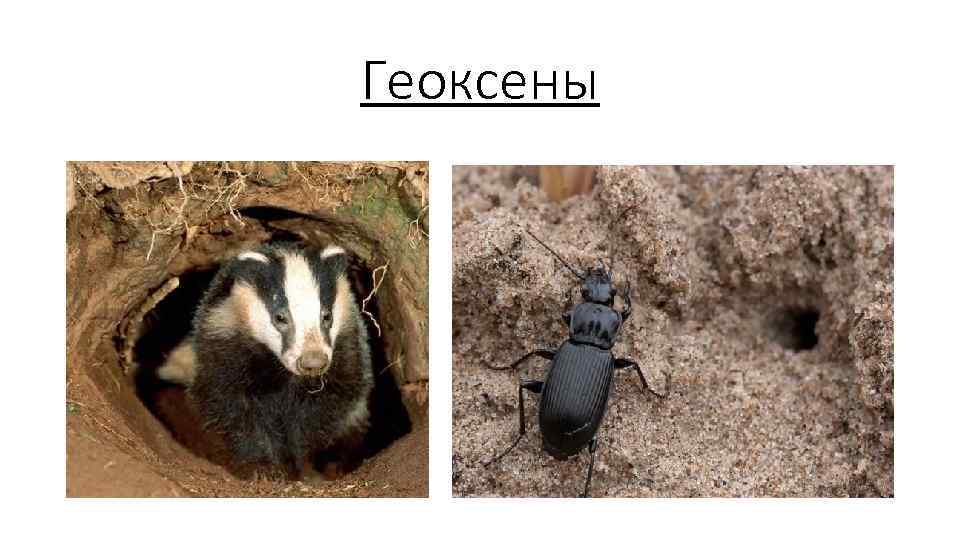 Геоксены 