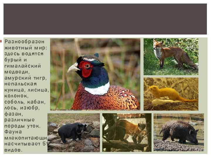  Разнообразен животный мир: здесь водятся бурый и гималайский медведи, амурский тигр, непальская куница,