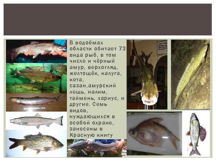  В водоёмах области обитает 73 вида рыб, в том числе и чёрный амур,