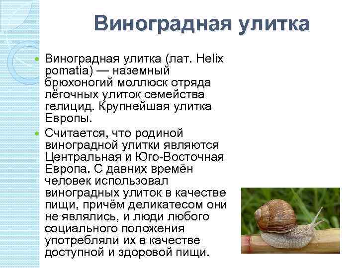 Виноградная улитка (лат. Helix pomatia) — наземный брюхоногий моллюск отряда лёгочных улиток семейства гелицид.