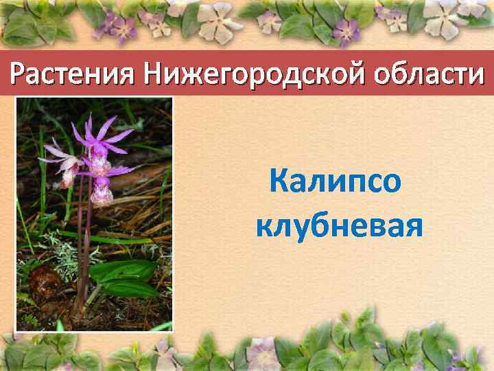 Растения Нижегородской области Калипсо клубневая 