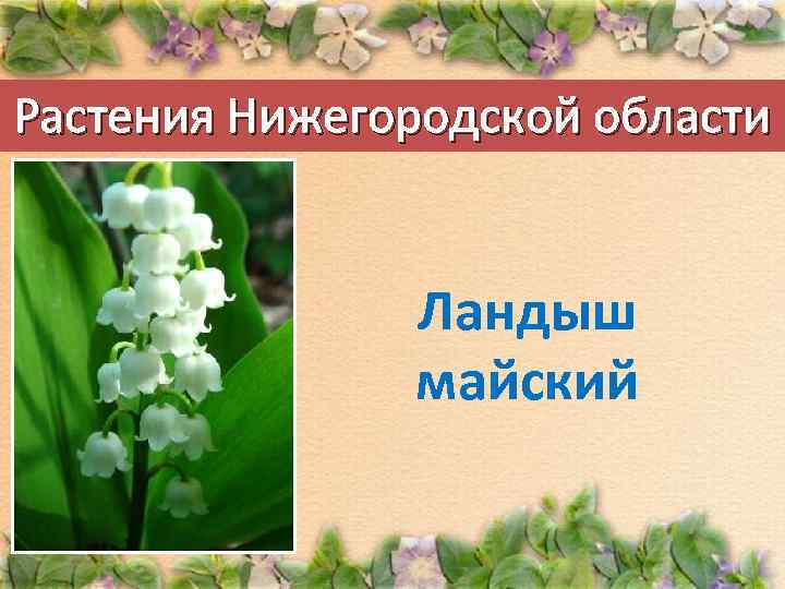 Растения Нижегородской области Ландыш майский 