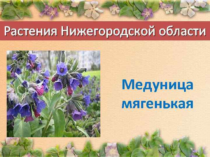 Растения Нижегородской области Медуница мягенькая 
