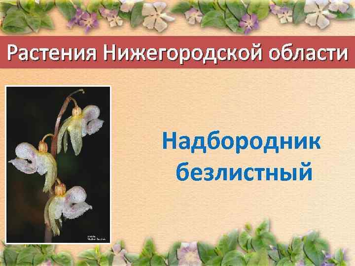 Растения Нижегородской области Надбородник безлистный 
