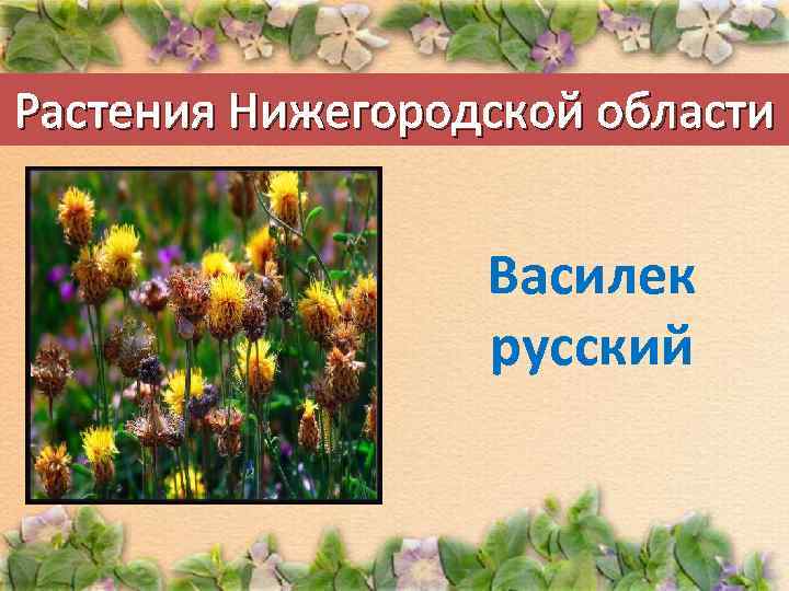 Растения Нижегородской области Василек русский 