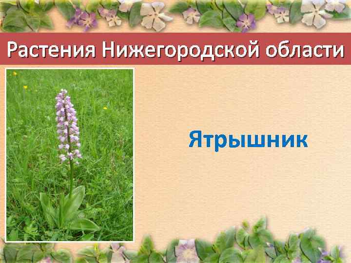 Растения Нижегородской области Ятрышник 
