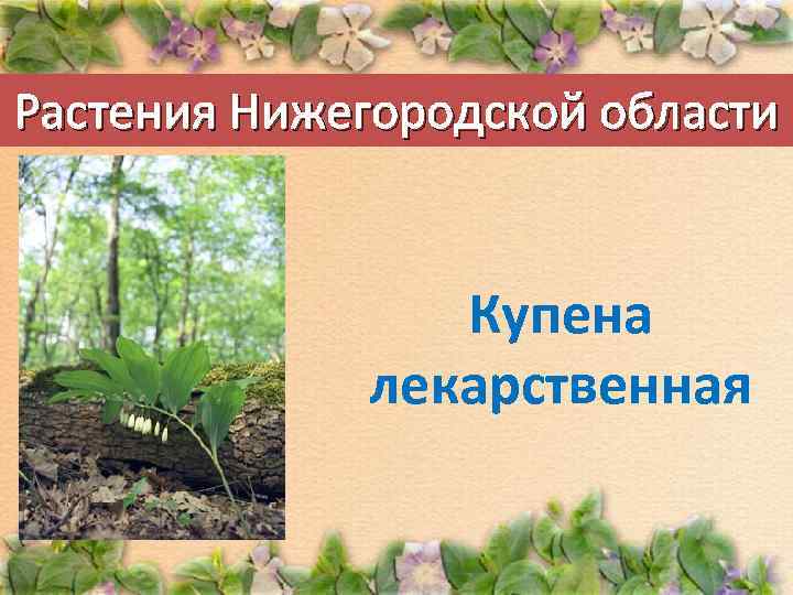 Растения Нижегородской области Купена лекарственная 